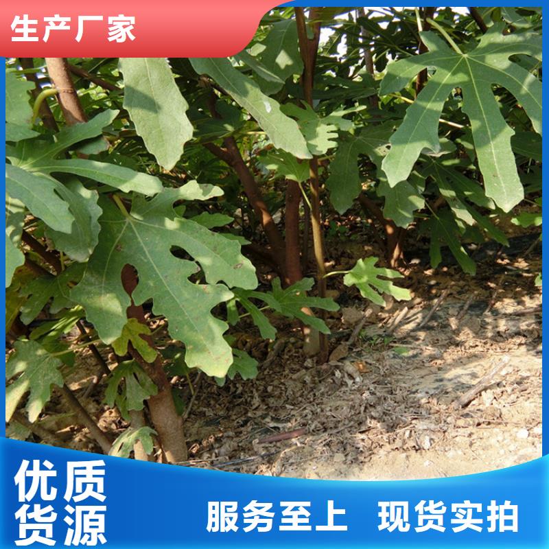 源頭廠家直供，無花果桃樹苗支持來圖定制，網絡銷售開啟新篇章